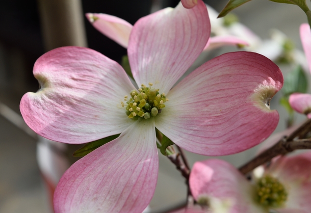 Pink Dogwood Flower state flower of Virginia and North Carolina 