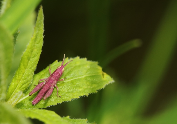 Pink Grasshopper Chorthippus parallelus by Victoria Hillman 