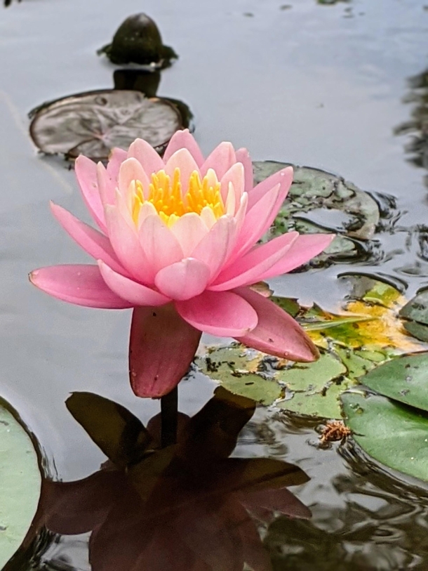 Pink water lily hovering
