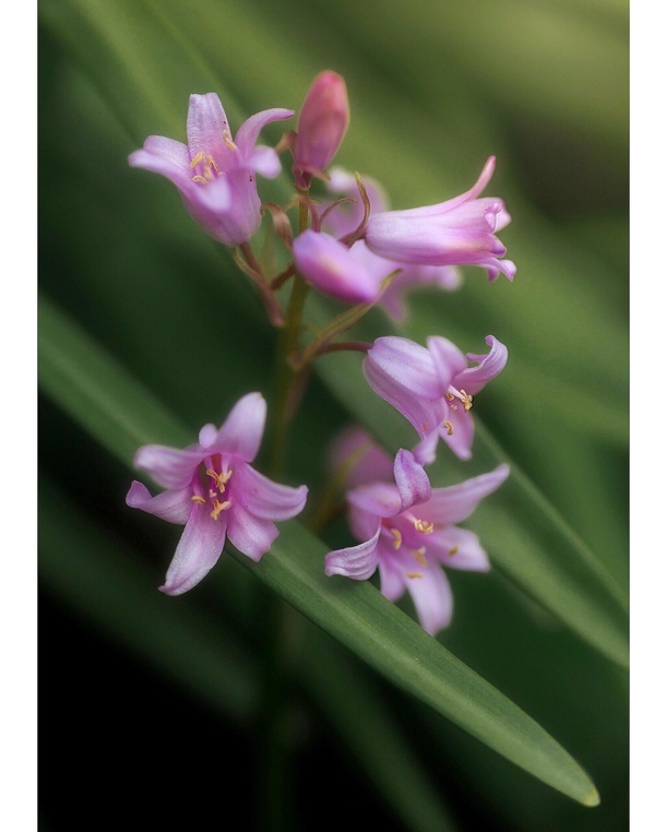 Pinkbells instead of bluebells for a change Hyacinthoides Hispanica Scilla Campanulata 
