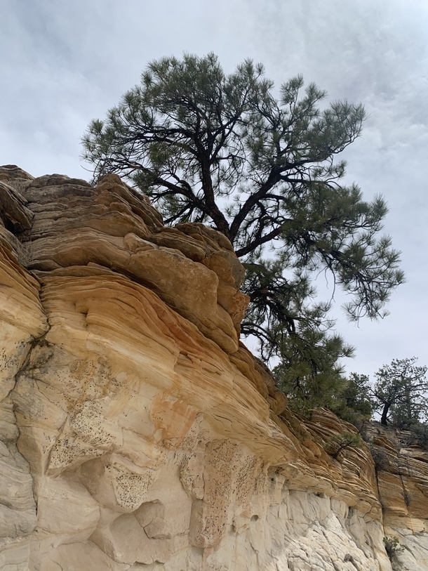 Pinyon pine tree outside of Escalante Utah  OC