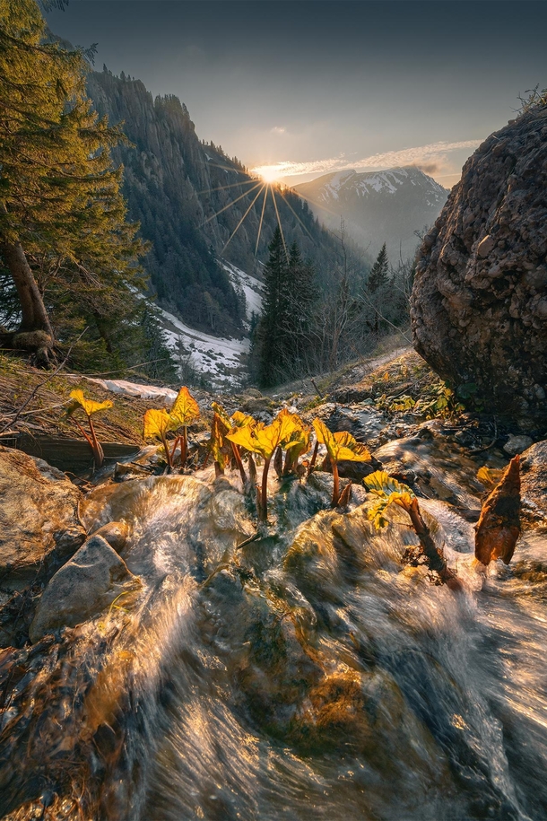 Plants Reaching out for the Sun in the German Alps  IG holysht