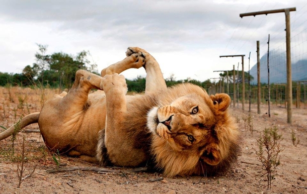 Playful Lion 