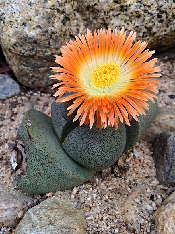 Pleiospilos flower