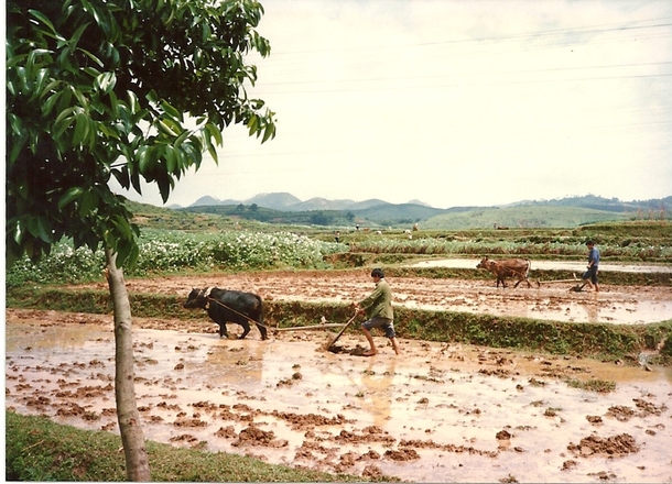 Plowing the Rice Field near Yangshuo China  by Willard Losinger 