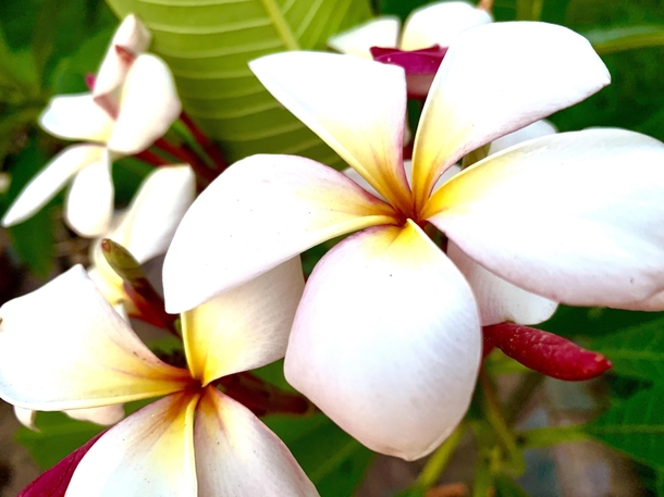 Plumeria Booms fragrant and stunning