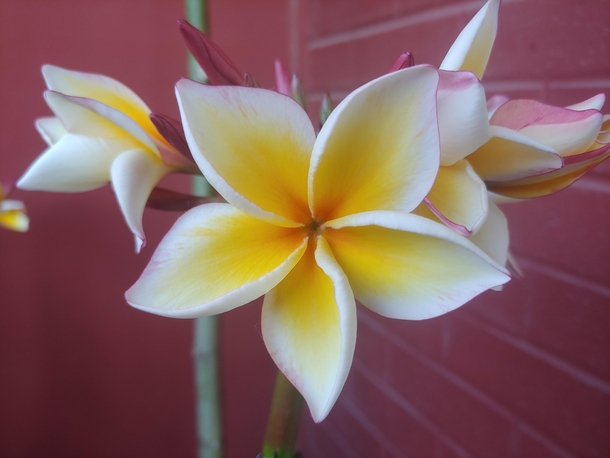Plumeria in bloom on the balcony Such a majestic flower