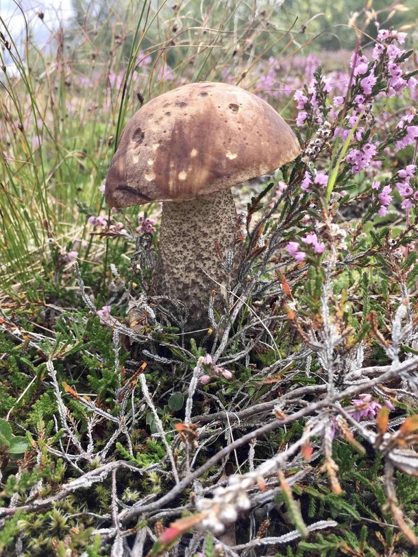 Plump mushroom and tiny flowers near Geysir Iceland