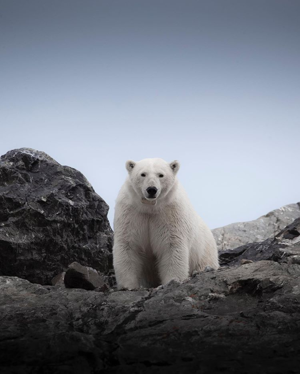 Polar Bear at Svalbard photo by Antoine Janssens