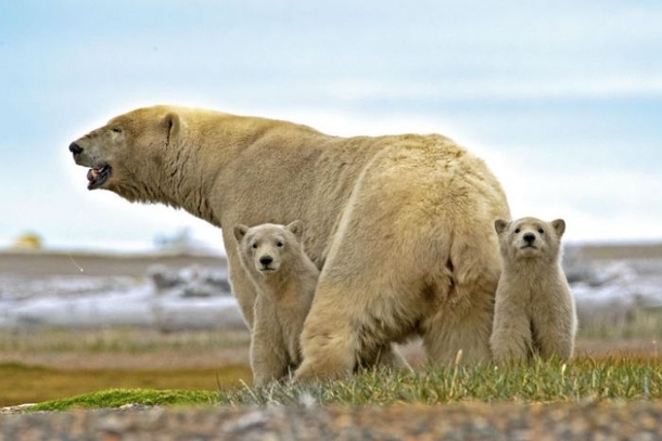 Polar Bear family Katvotik Alaska