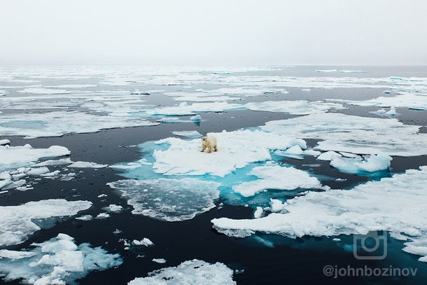 Polar Bear on melting sea ice  North 