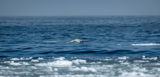 Polar bear out for a swim 