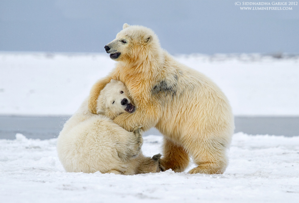 Polar Bears playing 