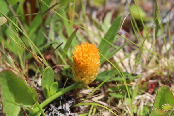 Polygala lutea aka Cheeto puff found in Apalachicola National Forest FL