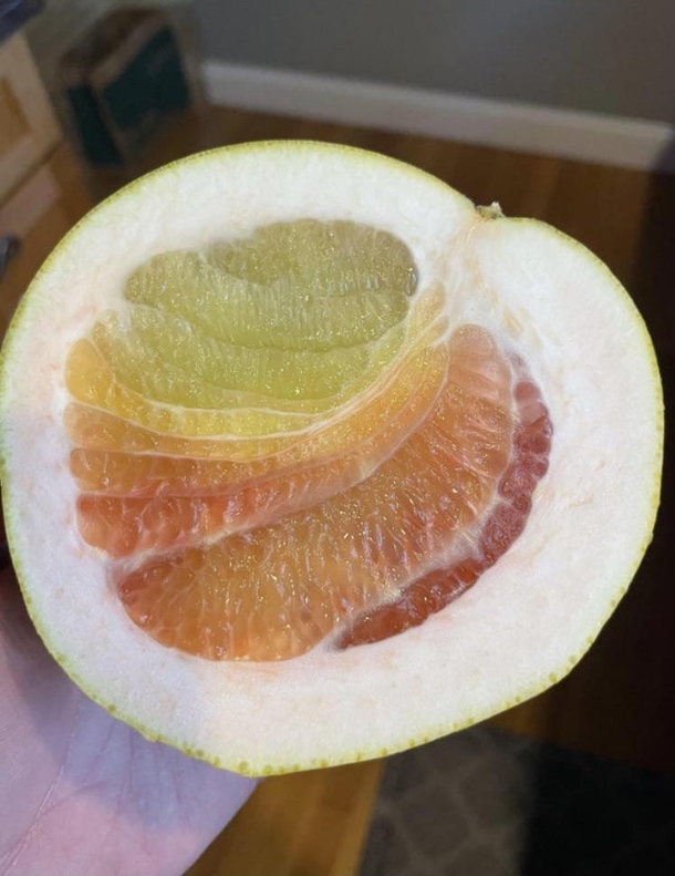 Pomelo citrus maximus fruit