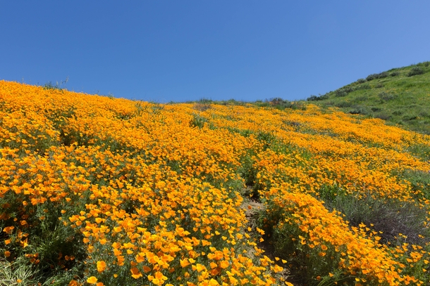 Poppies in Walker Canyon 