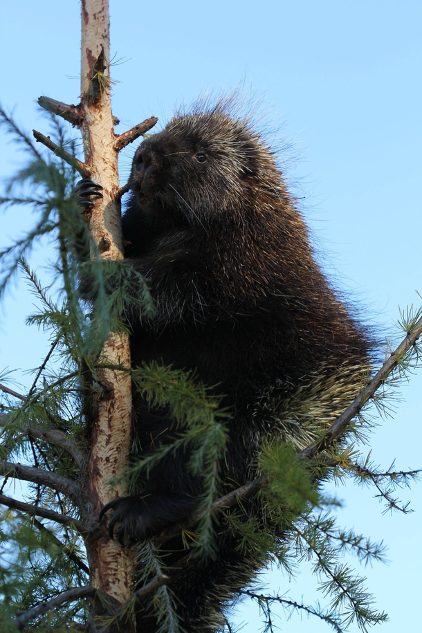 Porcupine sitting in a tree 