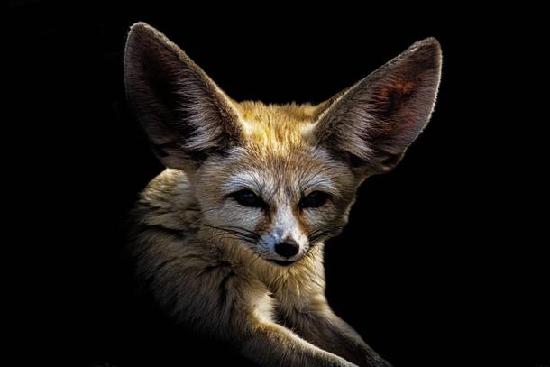 Portrait of a Fennec Fox Ive been working on 