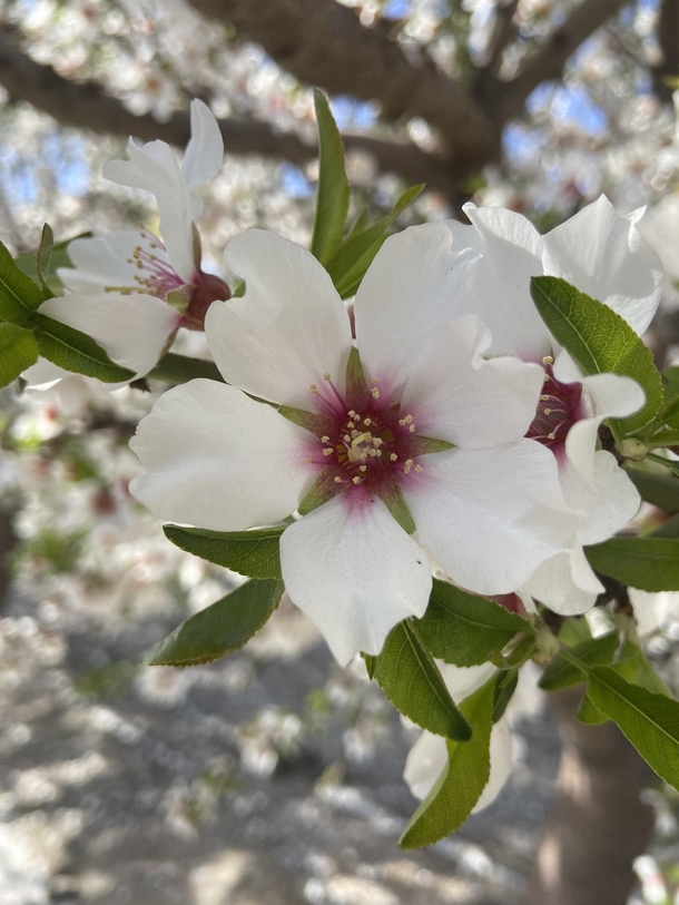 Possibly a plum or peach blossom original picture perks of living in agriculture rich California