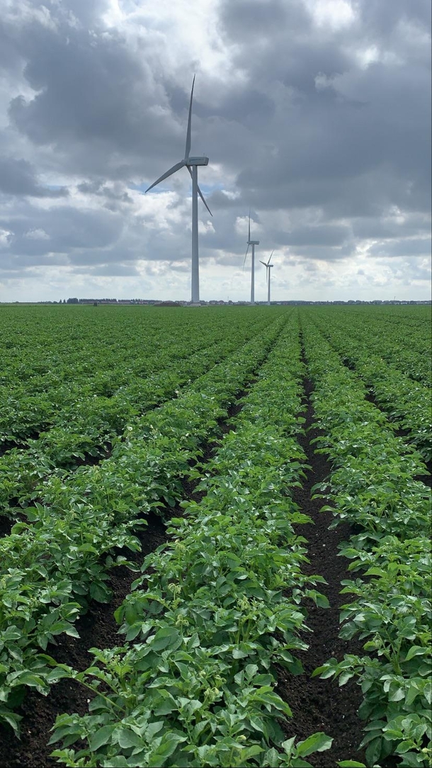 Potato Innovator field in Flevoland The Netherlands