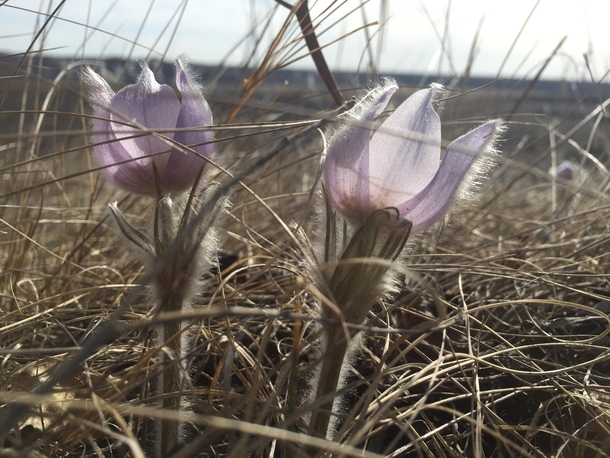 Prairie crocus - Pulsatilla patens Manitobas provincial flower 