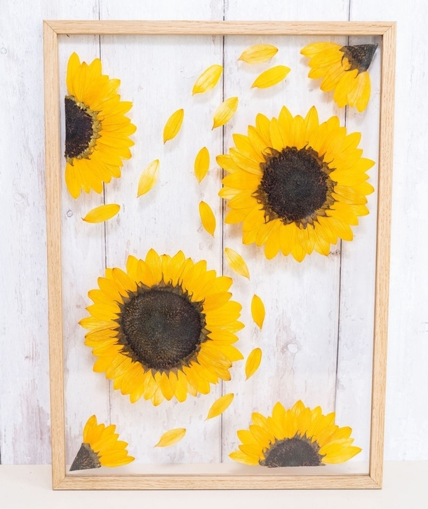 Pressed preserved and framed sunflowers Helianthus