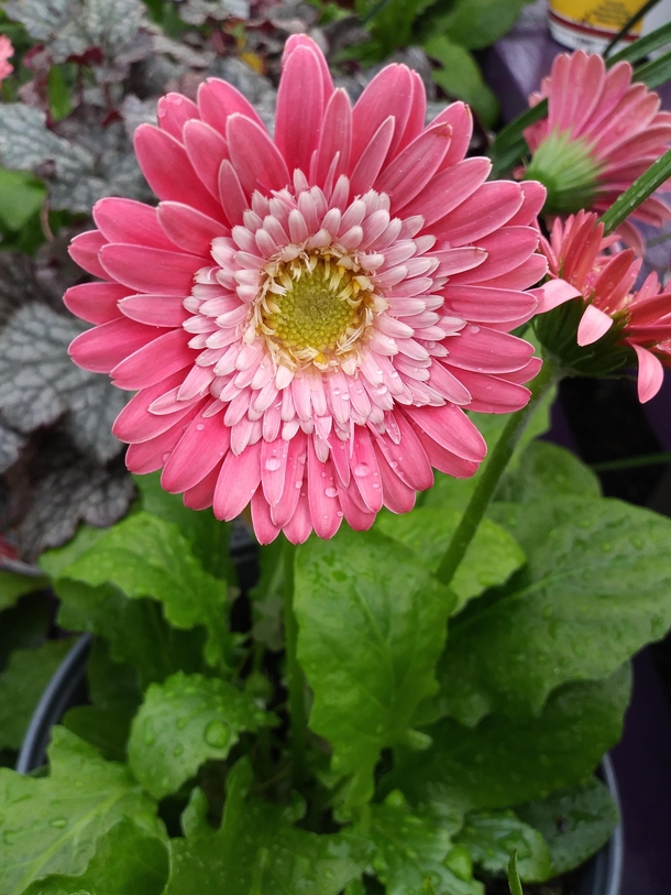 Pretty pink Gerbera Daisy