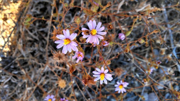 Pretty Purple Flowers from the Santa Monica Mountains 