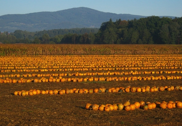 Pumpkins on a field in Austria ready to be picked up 