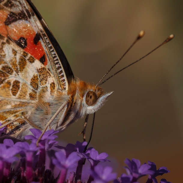 Punk princess Painted Lady sipping on a Salvia in our garden Love the ginger hair OC