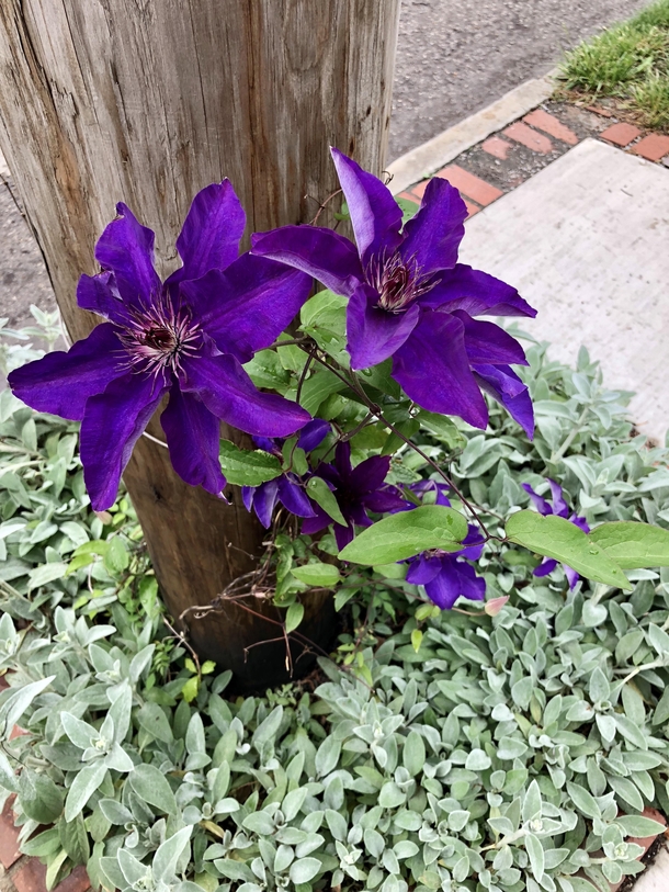 Purple clematis in Columbus OH