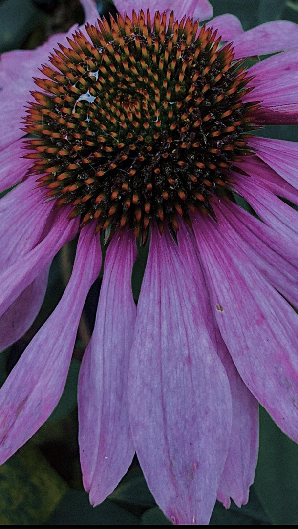 Purple coneflower Echinacea OC for my photography page