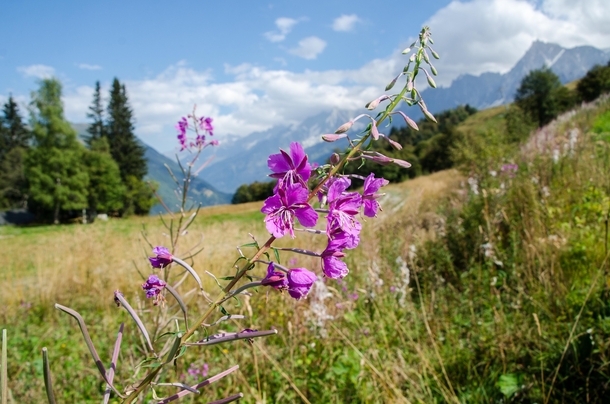 Purple Flowers on Mont Blanc 