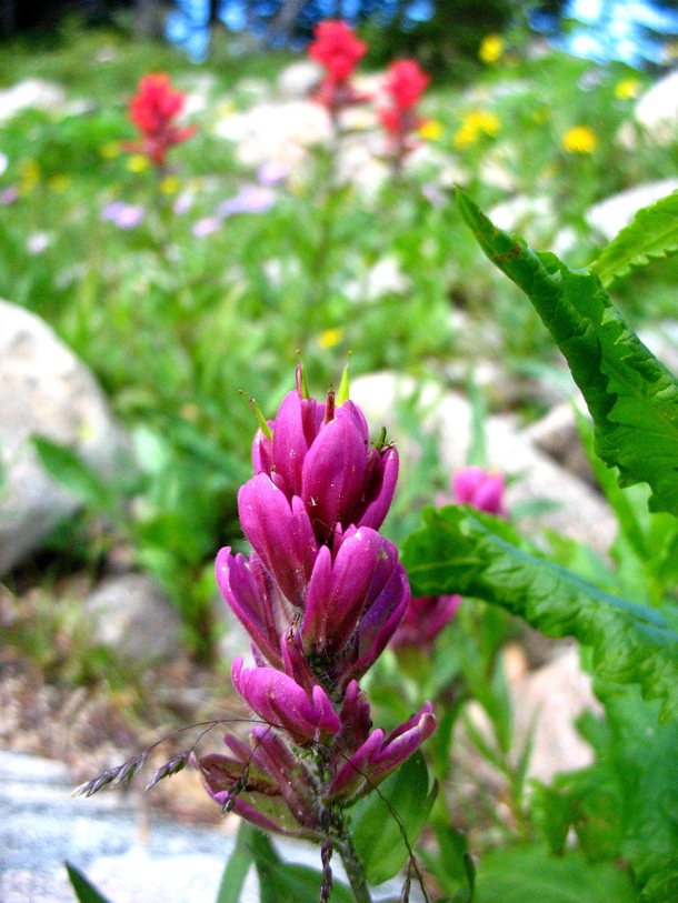 Purple Indian Paintbrush Castilleja Indian Peaks Wilderness Colorado 