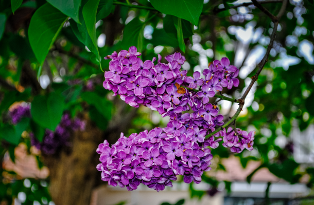 Purple lilac 