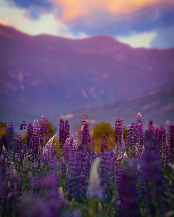 Purple Mountains Majesty 
