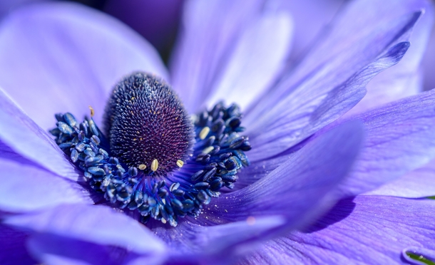 Purplish blueblueish purple Anemone 