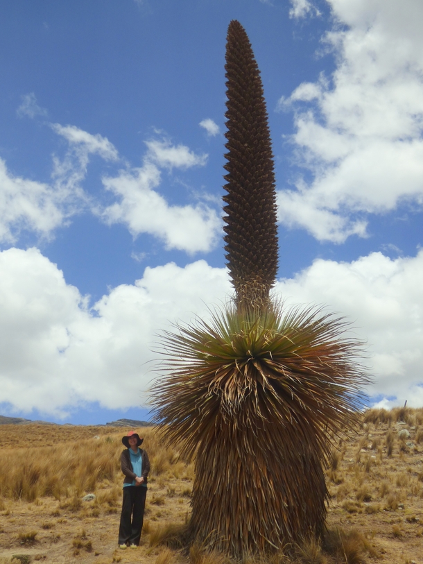 Puya Raimondii worlds tallest bromeiliad Pastoruri National Reserve Peru 