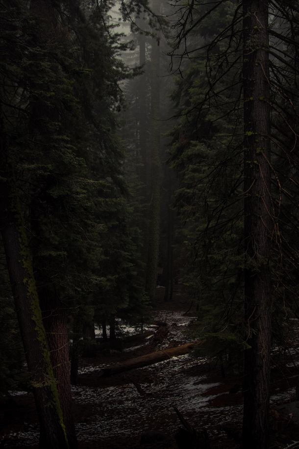 Quiet misty path Sequoia National Park CA 