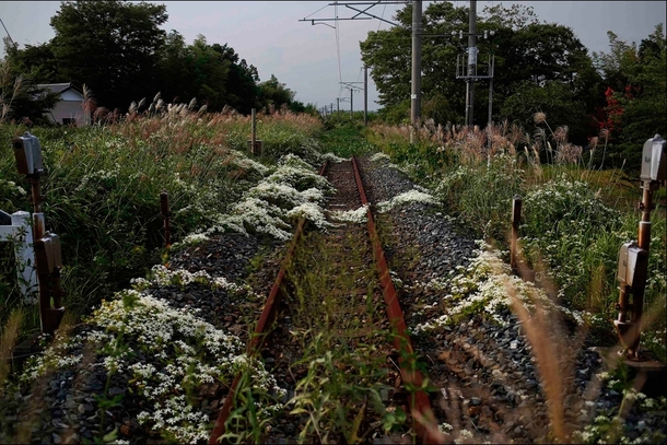 Railroad Tracks in Fukushima Japan 