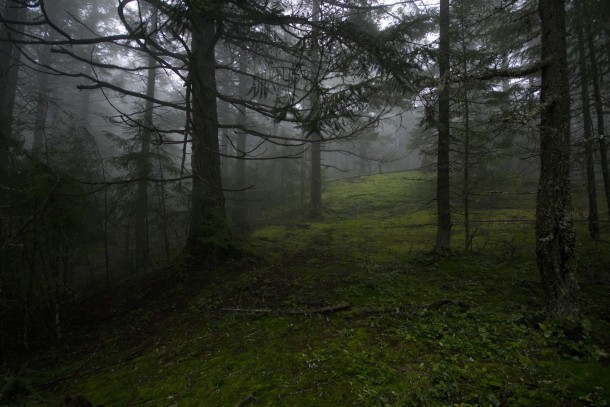 Rain-forest in Issaquah Washington United States 