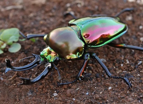 Rainbow Stag Beetle lt