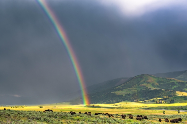 Rainbow  Yellowstone Wyoming US x 