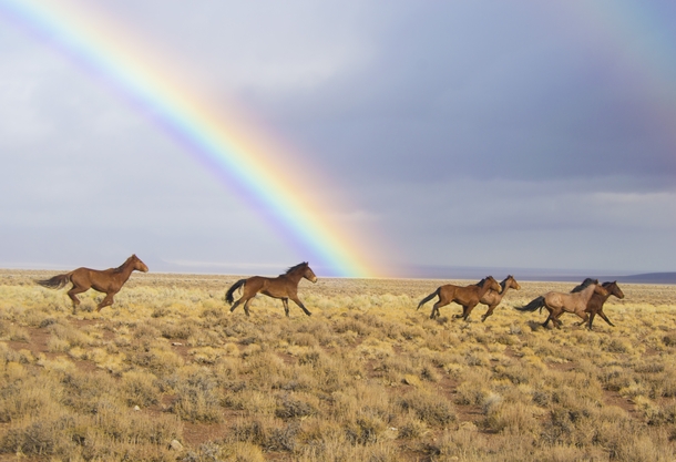 Rainbows and wild horses in Nevada United States of America Photo credit Kyle Hendrix  Bureau of Land Management BLM 