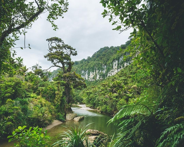 Rainforest of Paparoa National Park on the west coast of South Island New Zealand 