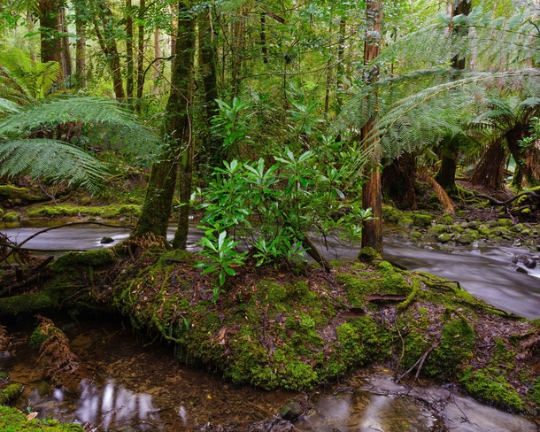 Rainforest understory Mount Field National Park Tasmania 