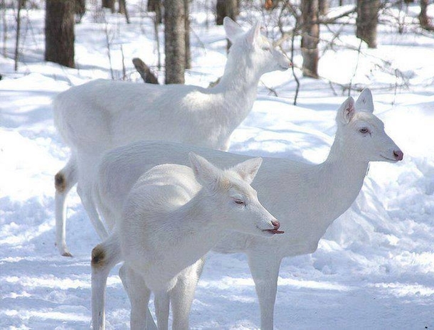 Rare and Amazing White Deer Group 