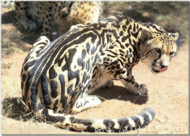 Rare cheetah mutation-the King Cheetah 