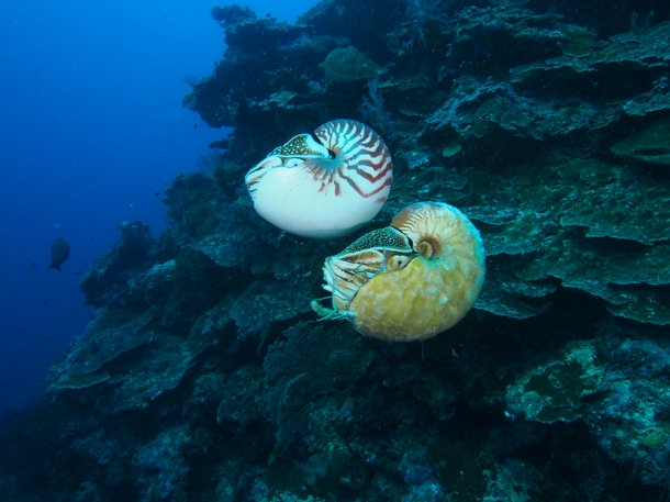 Rare Nautilus Sighted For The First Time In Three Decades -- Nautilus pompilius swimming above a rare Allonautilus scrobiculatus off the coast of Ndrova Island in Papua New Guinea Photo credit Peter Ward 
