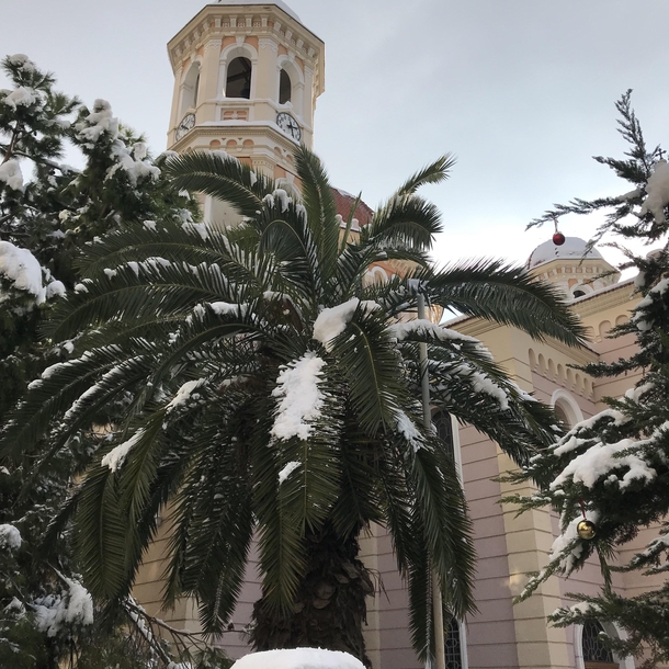Rare snowfall on the palm trees in Greece